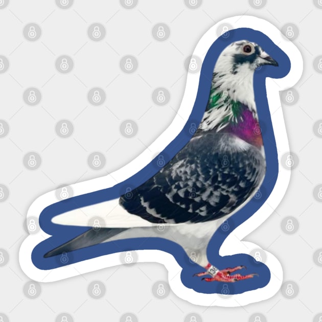 Top Pigeon Sticker by Duivensport 